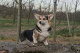 CORGI PEMBROKE 1451